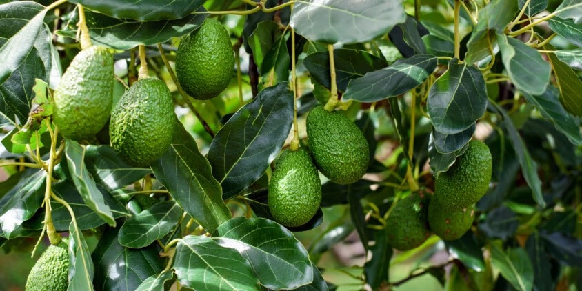 avocado on tree.jpg
