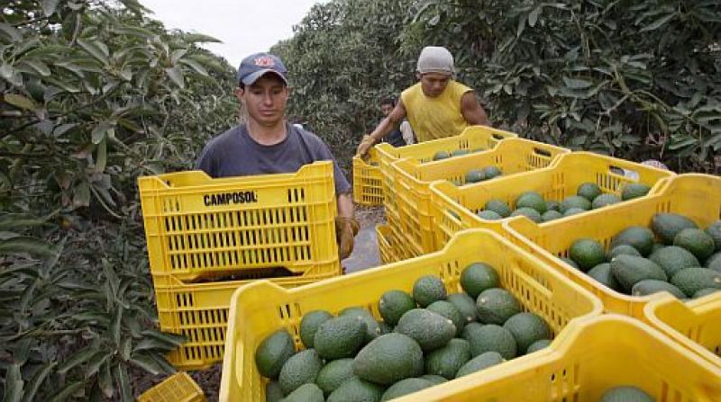 paltasplantacion
